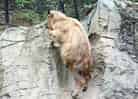 動物図鑑・ゴールデンターキン 1